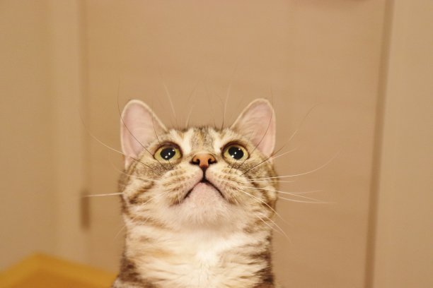 一只表情惊讶的可爱猫。图片下载