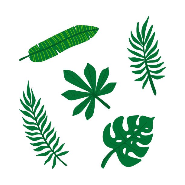 一组热带树叶。丛林树叶。白色背景上的绿色棕榈叶。热带向量组图片下载