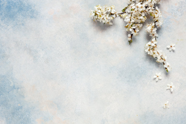 美丽的白色樱花树枝的特写照片。婚礼，订婚或订婚的概念在卢天空的背景。俯视图，卡片。图片下载