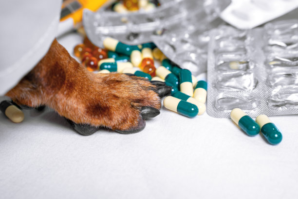 一个狗爪子在白色的桌子上整理各种药丸的特写。药学、医学和治疗的概念。图片下载