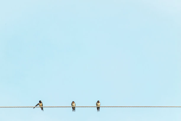 三只小鸟在蓝天的电线上快乐的放松野生动物图片下载