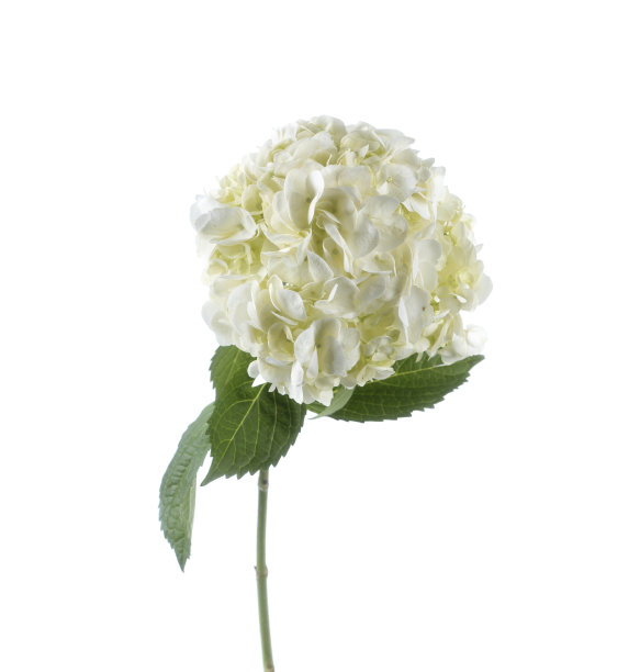 白色背景上的白色绣球花图片下载