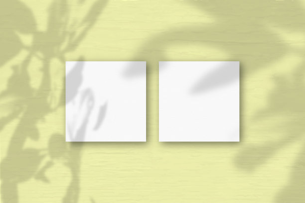 黄色墙壁背景上的2张方形的白色纹理纸。模型覆盖的植物阴影。自然光在外来植物上投下阴影。平躺，俯视图图片下载