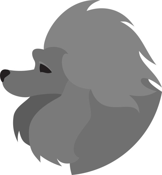 纯种贵宾犬图片下载