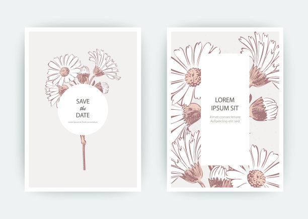 卡与花金盏花菊花图片下载