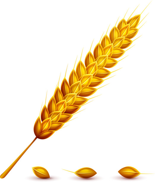 麦穗和麦粒图片下载