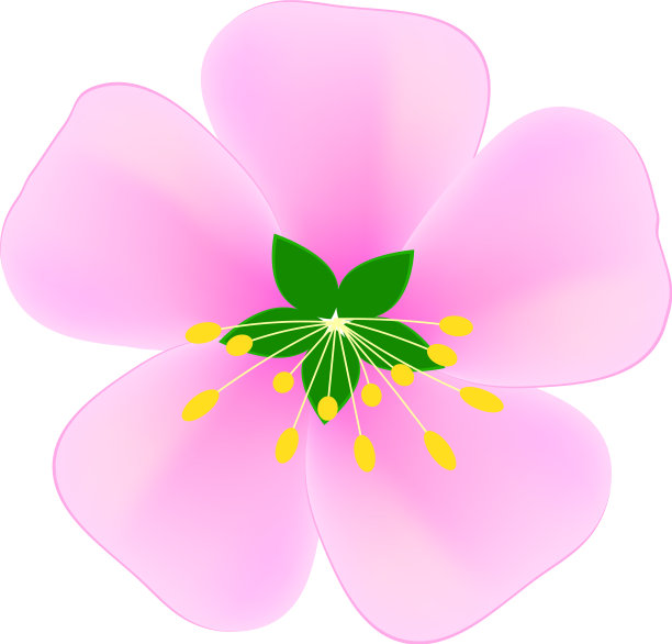 白色樱花上粉红色的图案图片下载