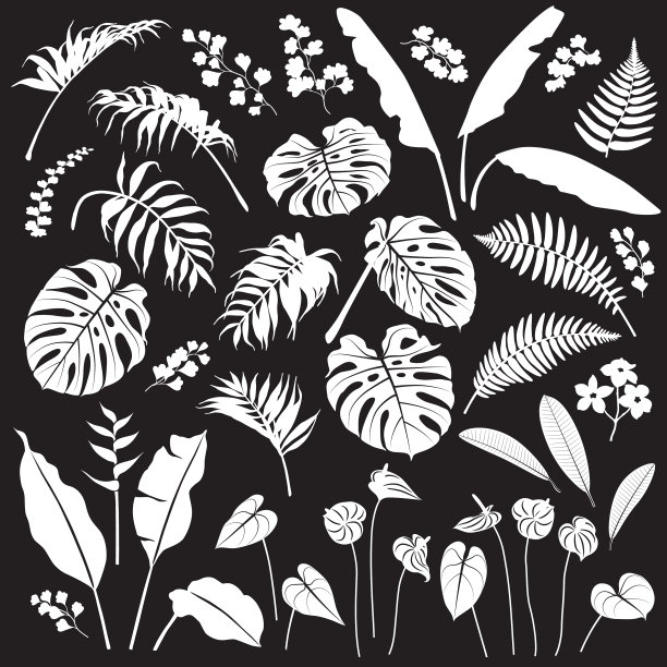 热带的叶和花的白色剪影图片下载