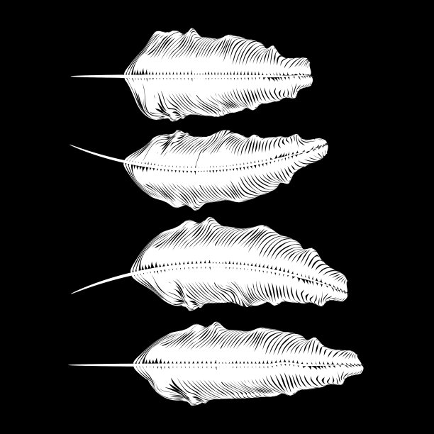 不同的白色羽毛图片下载