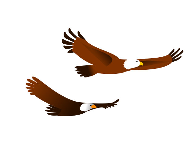两个飞翔的鹰图片下载