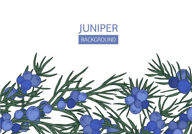 水平背景与杜松针状图片下载