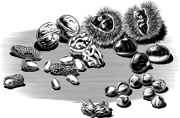 核桃、栗子、榛子和花生图片下载