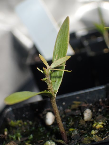 濒危的瓦勒米松种子生长图片下载