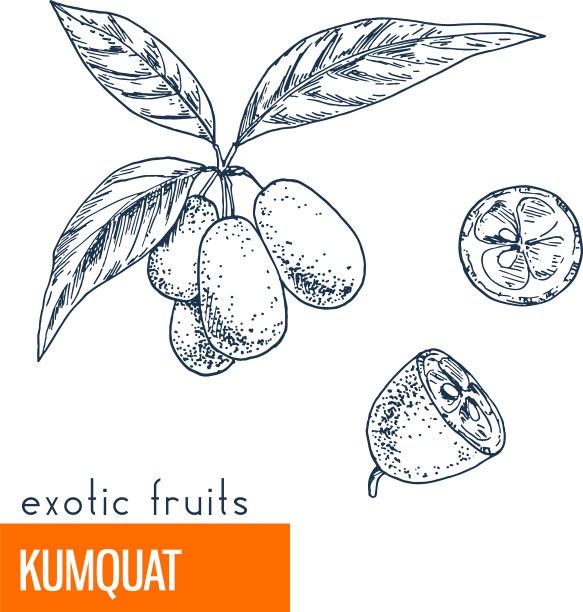 金橘手绘图片下载