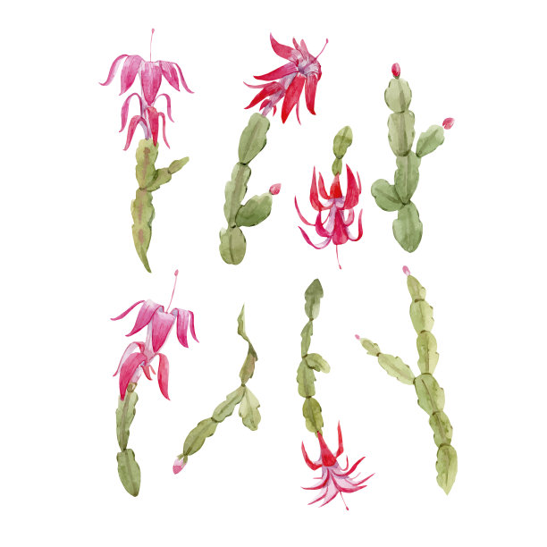 斯伦贝谢仙人掌集图片下载