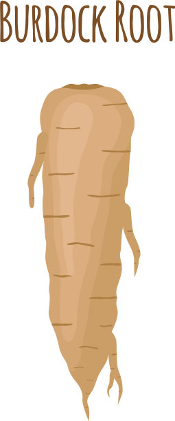 牛蒡根健康有机药用图片下载