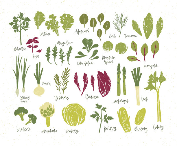 收集绿色植物束的美味图片下载