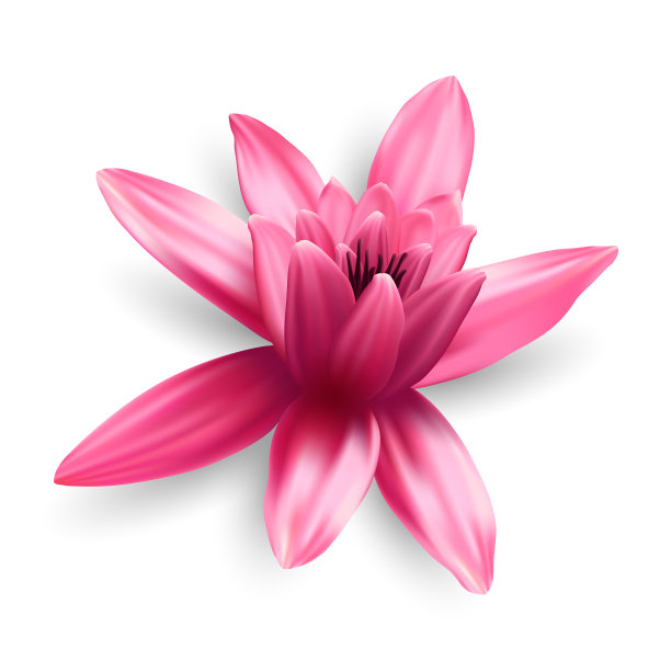 荷花孤立在白色背景上图片下载