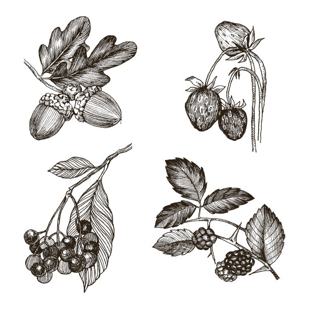 收集高度详细的手绘橡子图片下载