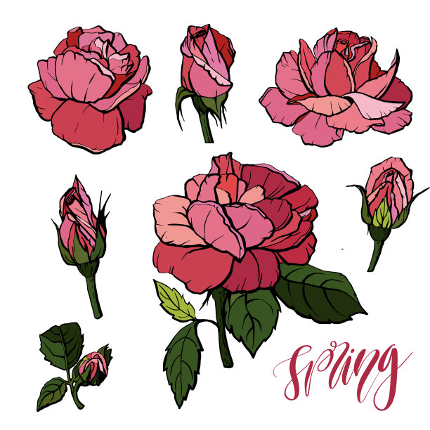 元素一套红玫瑰图片下载