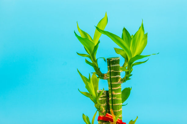 丝带龙血树或幸运的竹子成长在蓝色的背景和文字空间。图片下载
