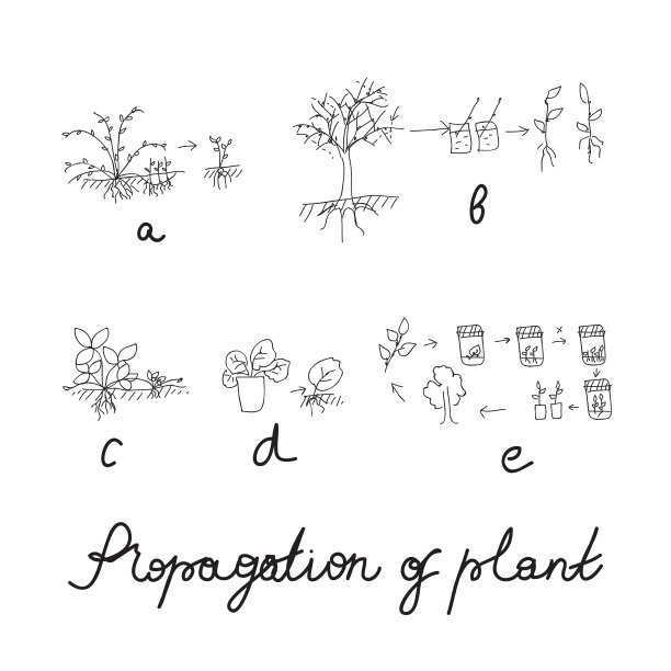植物繁殖或繁殖集图片下载