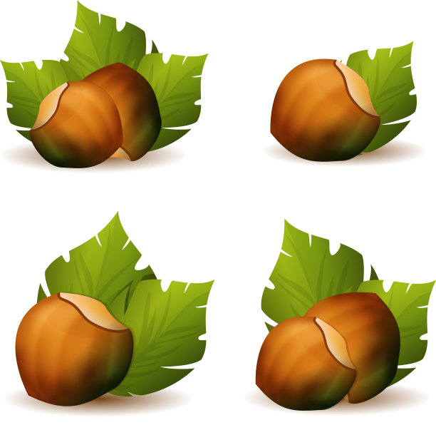 带有绿色叶子的榛果图标图片下载