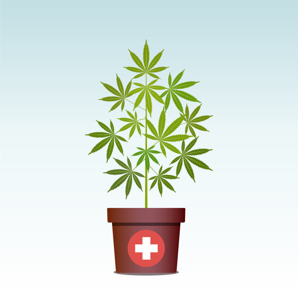 医用大麻或大麻在盆栽绿色草本植物图片下载
