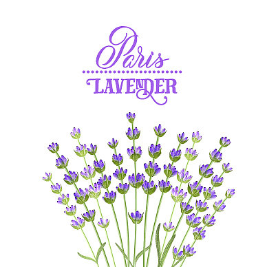 薰衣草优雅的卡片图片下载