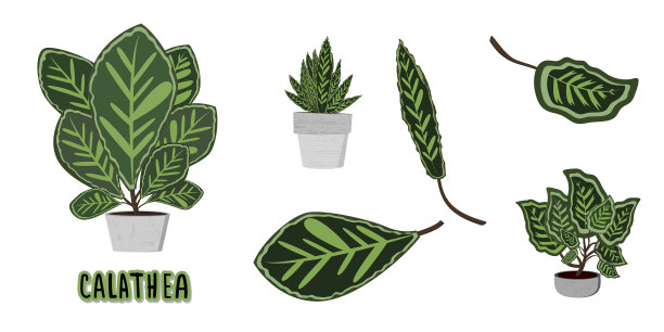 水泥花盆上的花萼图片下载