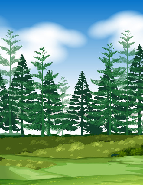 森林景象与松树图片下载