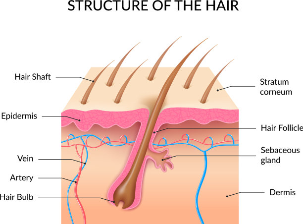 逼真的人类头发解剖信息图图片下载