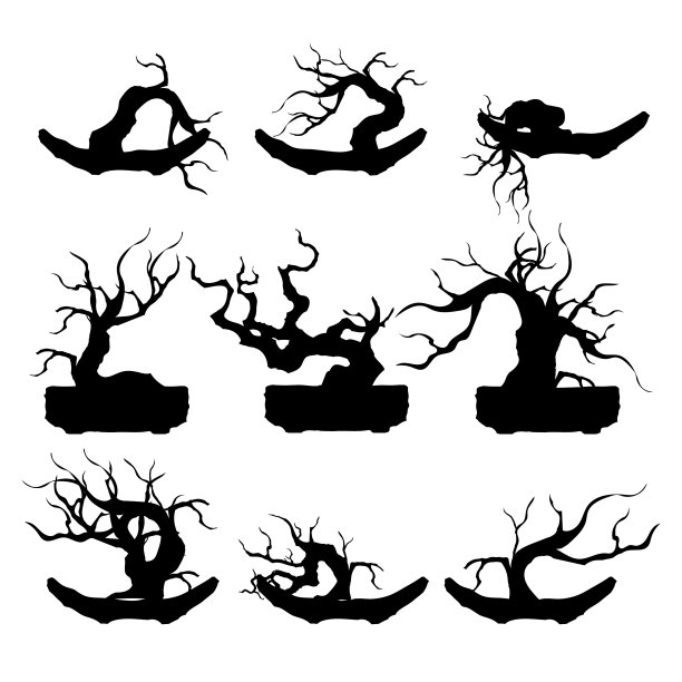 盆景树日本和中国树图片下载