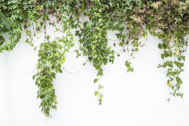 以牵牛花为背景的绿色墙壁图片下载