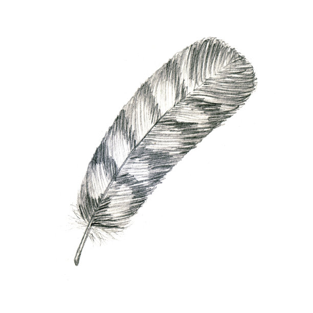 轻的、轻盈的、失重的鸟羽毛图片下载