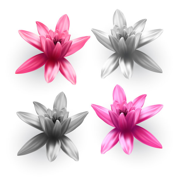 荷花集图片下载