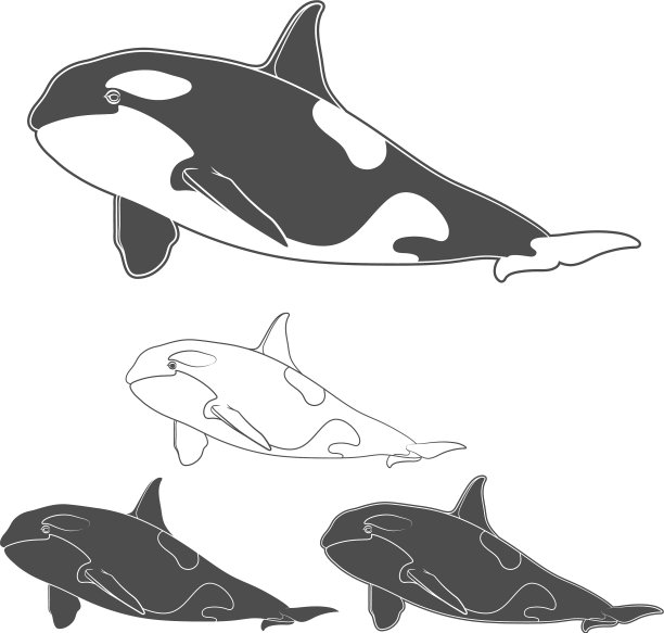一套黑白虎鲸图像图片下载
