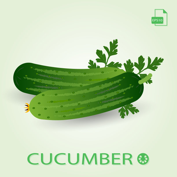 两根带叶子的新鲜成熟黄瓜图片下载