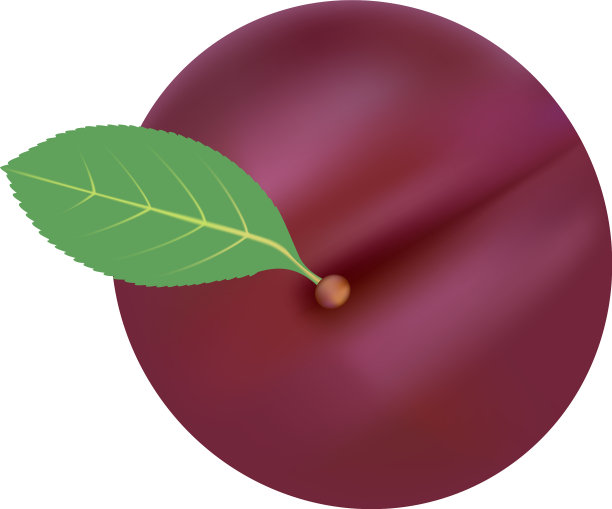 单颗新鲜成熟的李子孤立于一株白色图片下载