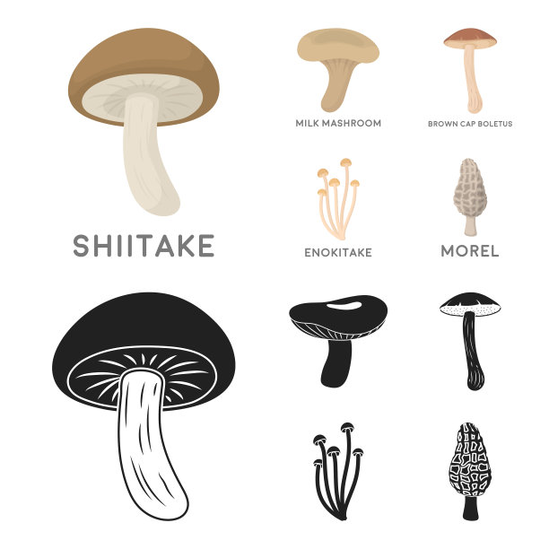 香菇褐帽牛肝菌乳套图片下载