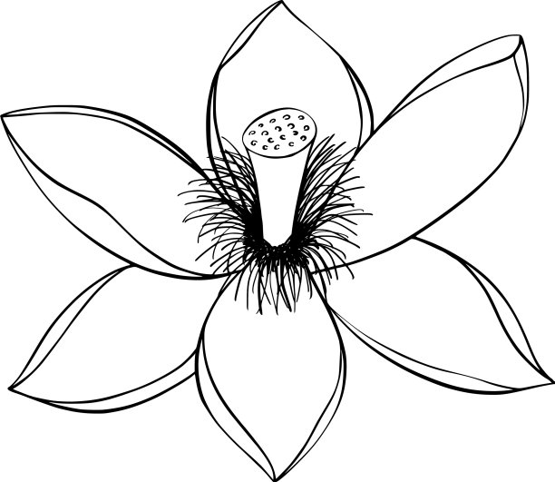 莲子百合水图片下载