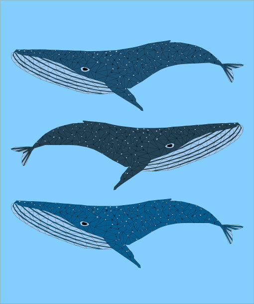 鲸鱼的形象图片下载