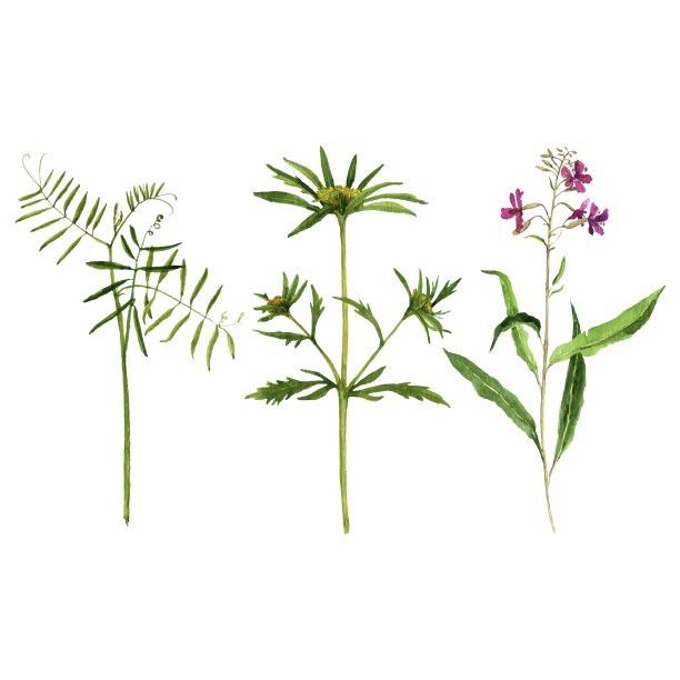 一套水彩画植物图片下载