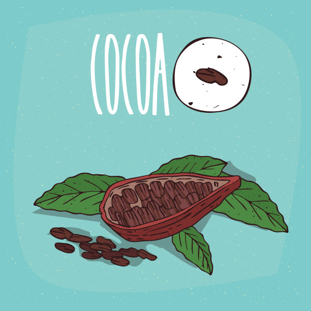 套隔离植物可可豆药草图片下载