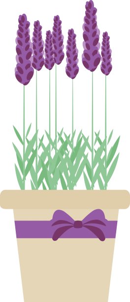 盆中孤立的薰衣草花图片下载