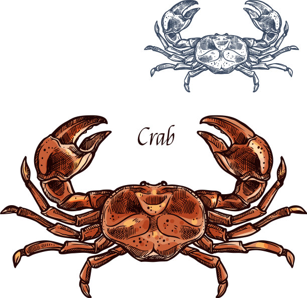 螃蟹龙虾海鲜孤立素描图标图片下载