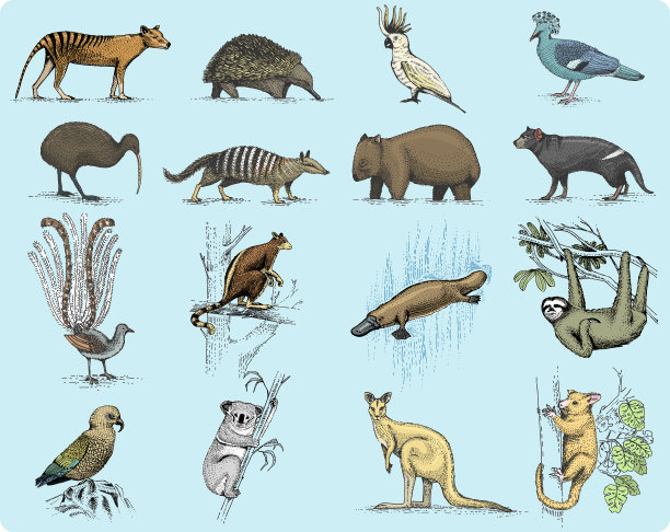 澳大利亚和新西兰的象征图片下载