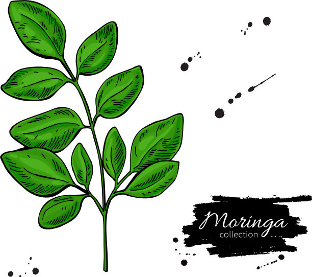 辣木叶超级食品分支抽取图片下载