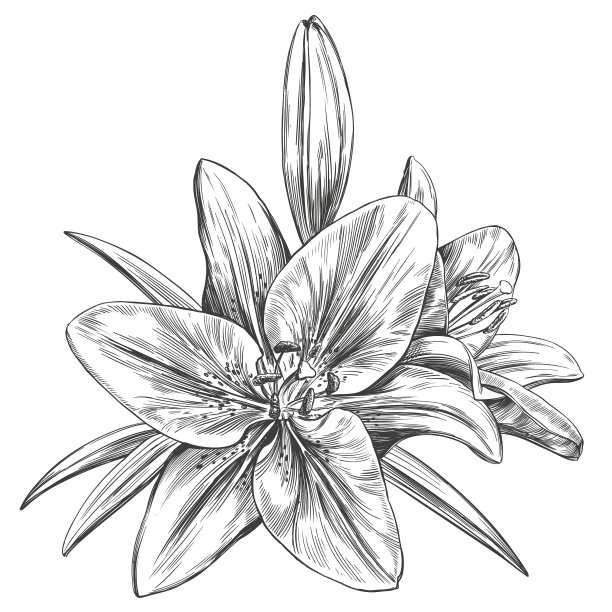 盛开的百合花手图片下载