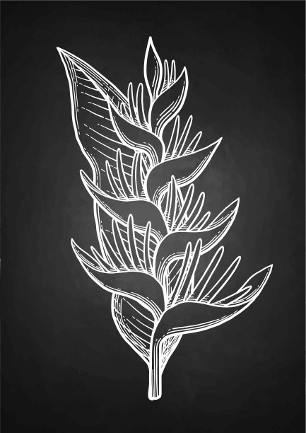 图形海里康属植物气味图片下载